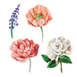 Artist Series Stickers: Poppy, Magnolia, Peony, Muscari (STC-504)