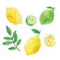 Artist Series Stickers: Lemons & Limes (STC-508)
